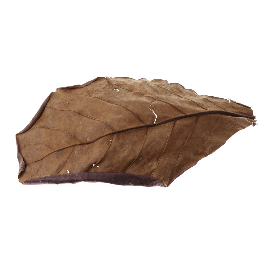 Fish Aquariums Indian Almond L - Betta Fish Tank ulasan dan harga